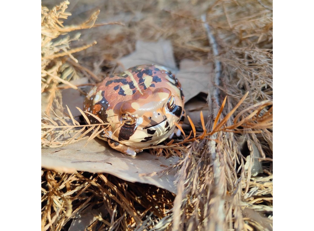 Коллекционная фигурка Дождевая лягушка Узкорот (Breviceps adspersus)