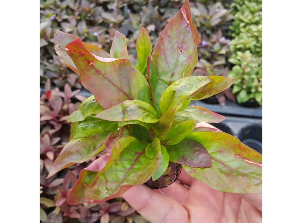 Альтернантера красная широколистная (в горшке) (Alternanthera sp. red broad leaf)