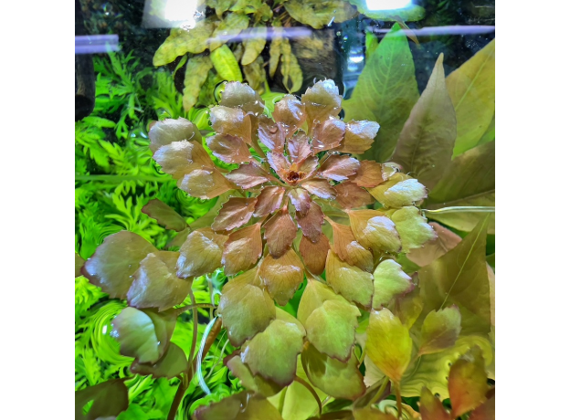 Людвигия Седиоидес (с грузом) (Ludwigia sedoides)