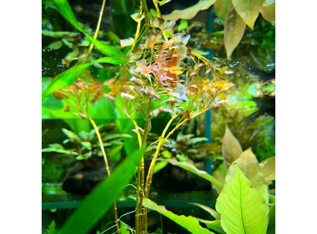 Людвигия Седиоидес (с грузом) (Ludwigia sedoides)
