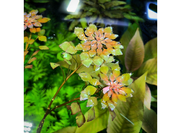 Людвигия Седиоидес (с грузом) (Ludwigia sedoides)