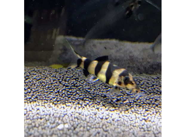 Боция Tiger (Chromobotia sp. sf. Tiger)