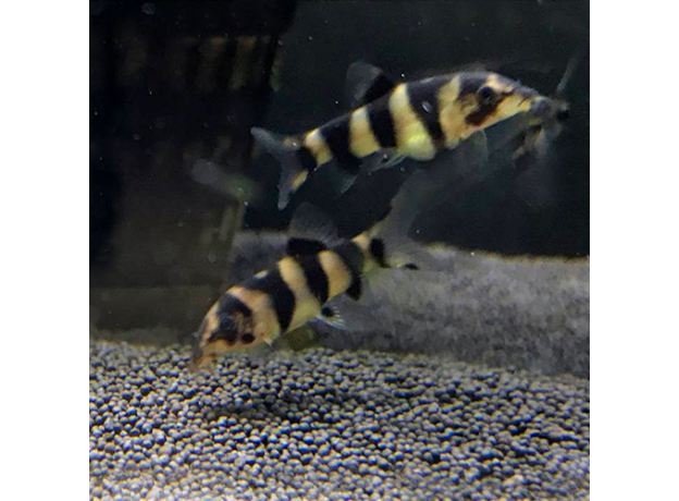 Боция Tiger (Chromobotia sp. sf. Tiger)