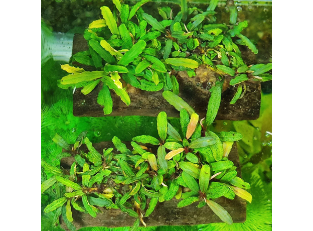 Буцефаландра микс на коряге (Bucephalandra sp.)