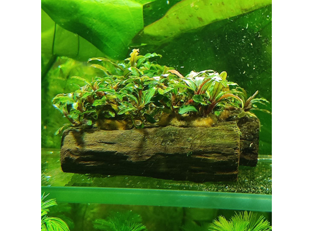 Буцефаландра микс на коряге (Bucephalandra sp.)