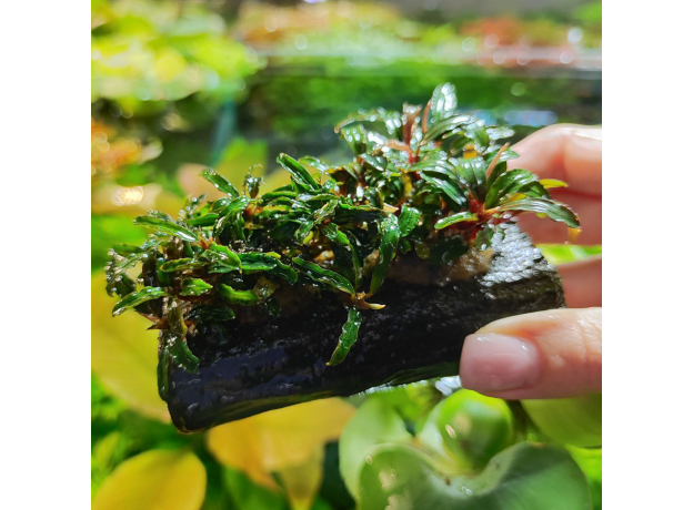 Буцефаландра микс на коряге (Bucephalandra sp.)