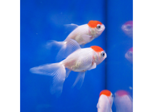 Золотая рыбка Веерохвост красная шапочка M (Carassius auratus)