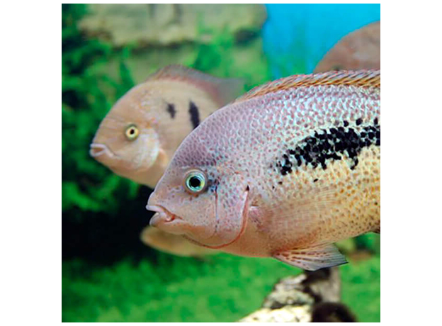 Вьеха бифасциата (Vieja bifasciata rio azufres)