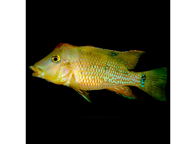 Геофагус Штайндахнера (L) (Geophagus steindachneri)