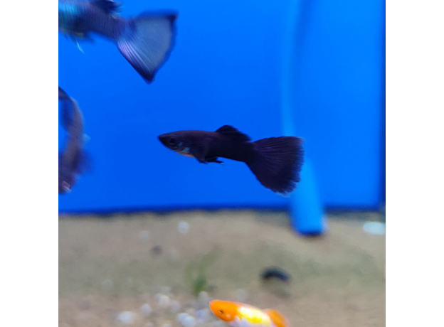 Гуппи Черные full black (самец) (Poecilia reticulata)
