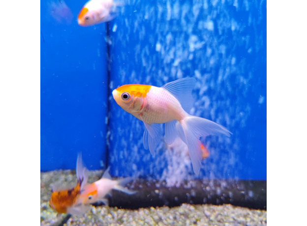 Золотая рыбка Веерохвост красная шапочка S (Carassius auratus)