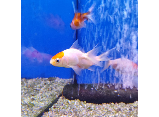 Золотая рыбка Веерохвост красная шапочка S (Carassius auratus)