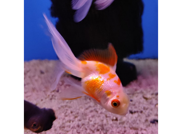 Золотая рыбка Веерохвост красно-белый МL (Carassius auratus auratus)