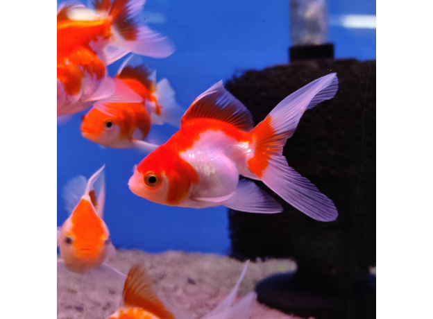 Золотая рыбка Веерохвост красно-белый МL (Carassius auratus auratus)