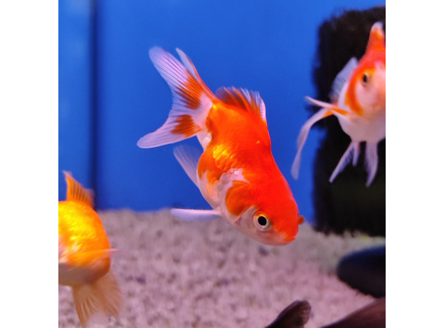 Золотая рыбка Веерохвост красно-белый МL (Carassius auratus auratus)