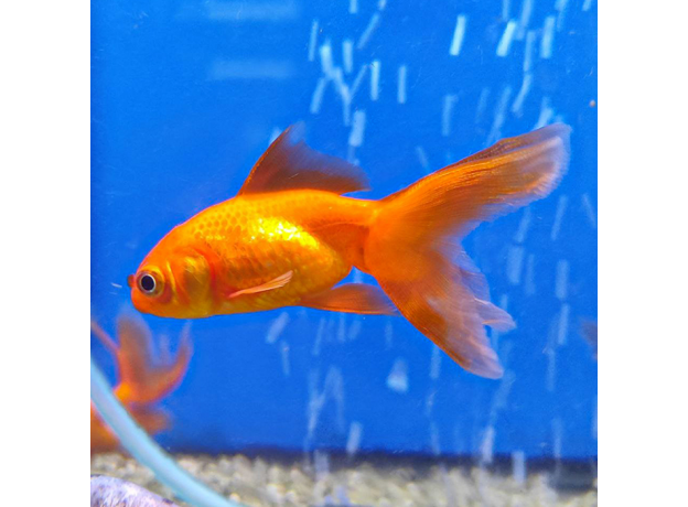 Золотая рыбка Веерохвост красный SМ (Carassius auratus auratus)