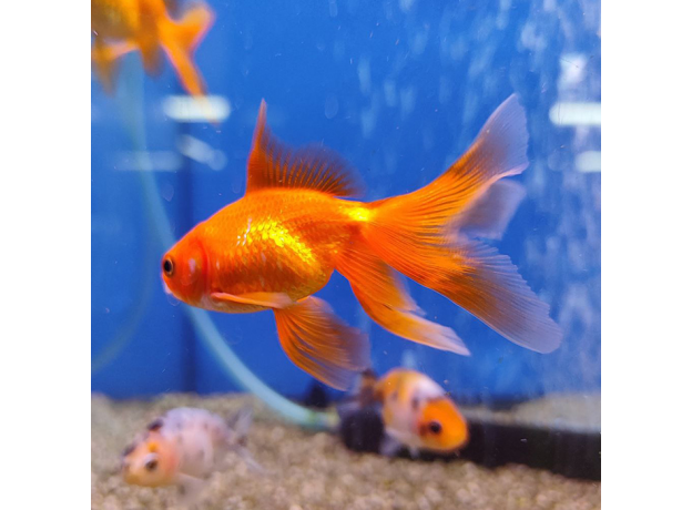 Золотая рыбка Веерохвост красный SМ (Carassius auratus auratus)