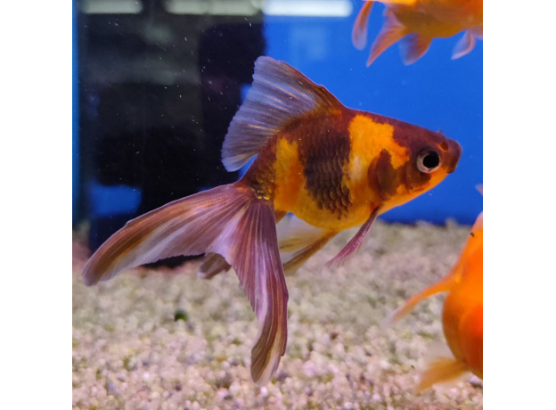 Золотая рыбка Веерохвост ситцевый SМ (Carassius auratus auratus)