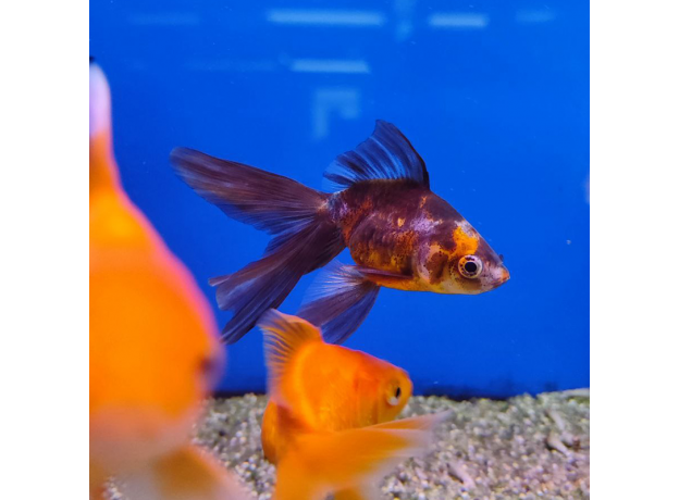 Золотая рыбка Веерохвост ситцевый SМ (Carassius auratus auratus)