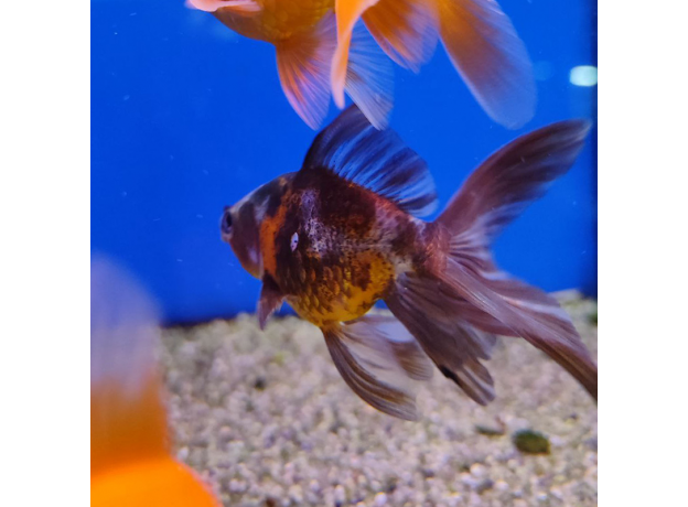 Золотая рыбка Веерохвост ситцевый SМ (Carassius auratus auratus)