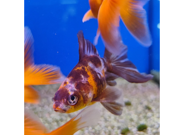 Золотая рыбка Веерохвост ситцевый SМ (Carassius auratus auratus)