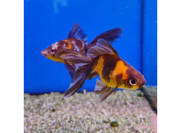 Золотая рыбка Веерохвост ситцевый SМ (Carassius auratus auratus)