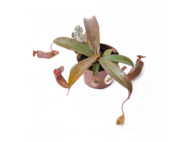 Непентес (Nepenthes Sanquinea)