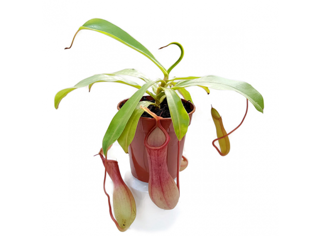 Непентес (Nepenthes Ventrata)