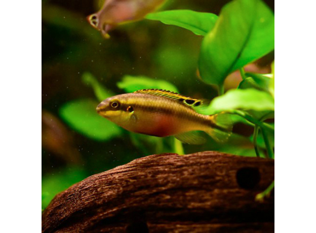 Попугайчик пельвикахромис пульхер М (Pelvicachromis pulcher)