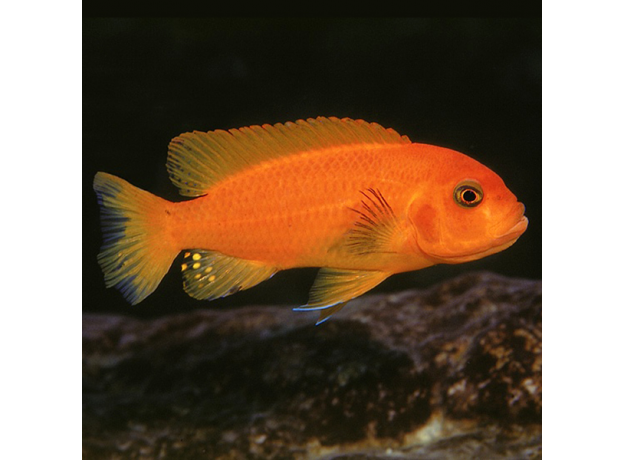 Псевдотрофеус зебра красный Минос Риф XL (Maylandia zebra Minos Reef)