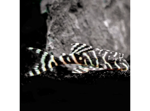 Сом Гипанциструс L066 Королевский тигровый (Hypancistrus sp. King Tiger Pleco L066)