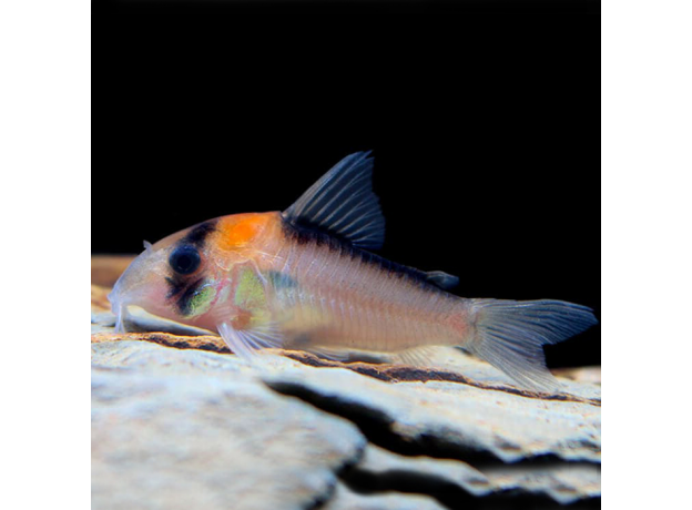 Сом коридорас Адольфа (Corydoras adolfoi)