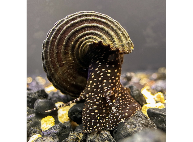 Улитка Тиломелания Кролик в желтую точку (Tylomelania towutensis)