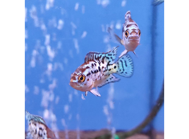 Цихлазома Блю Демпси (S) (Rocio octofasciata «Blue Jack Dempsey»)