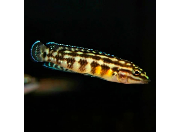 Юлидохромис марлиера (Julidochromis marlieri)