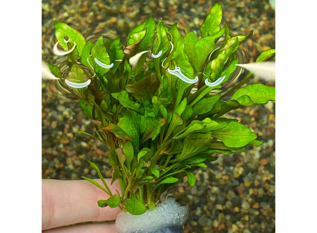 Альтернантера бетзикиана пестрая (с грузом) (Alternanthera bettzickiana Variegatus )