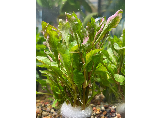 Альтернантера бетзикиана пестрая (с грузом) (Alternanthera bettzickiana Variegatus )