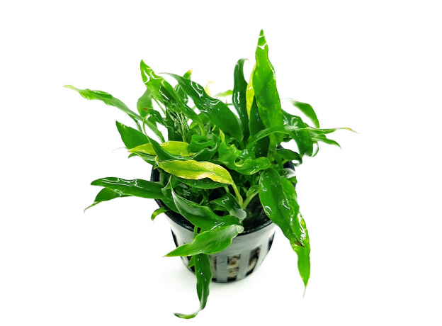 Анубиас минима Коготь дракона (в горшке) (Anubias minima Dragon Claw)