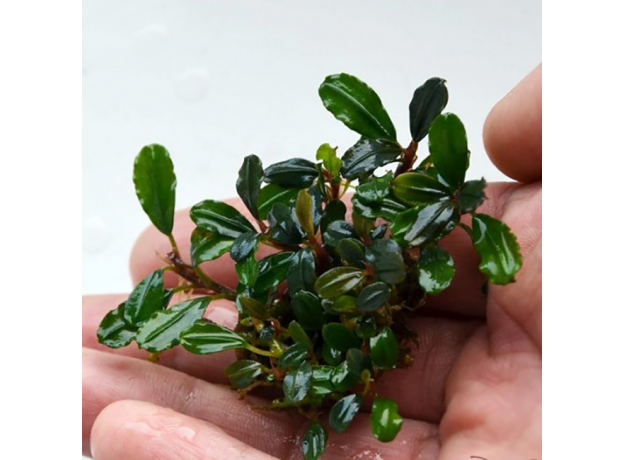 Буцефаландра Брауни Феникс (в горшке) (Bucephalandra sp. Brownie Phoenix)