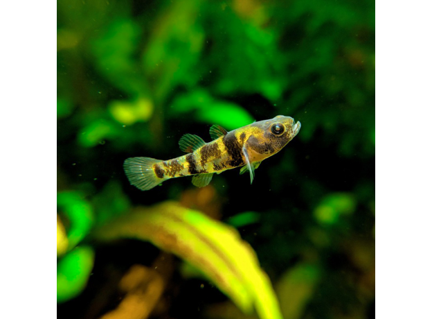 Бычок-шмель (Brachygobius xanthomelas)