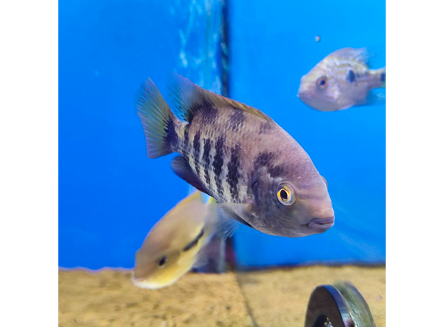 Вьеха бифасциата (Vieja bifasciata rio azufres)