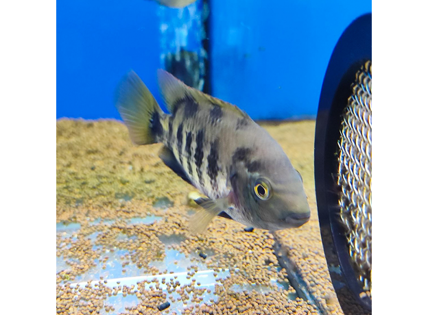 Вьеха бифасциата (Vieja bifasciata rio azufres)