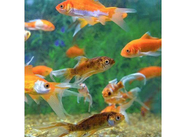 Золотая рыбка Комета ассорти М (Carassius gibelio forma auratus)
