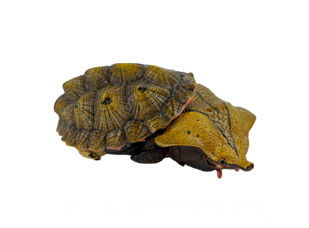 Коллекционная фигурка Матамата Оринокская (Chelus orinocensis)