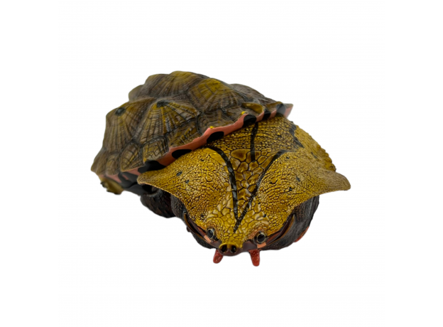Коллекционная фигурка Матамата Оринокская (Chelus orinocensis)
