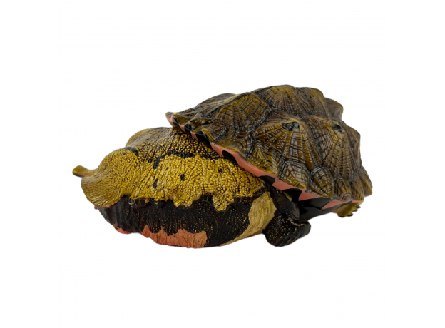 Коллекционная фигурка Матамата Оринокская (Chelus orinocensis)