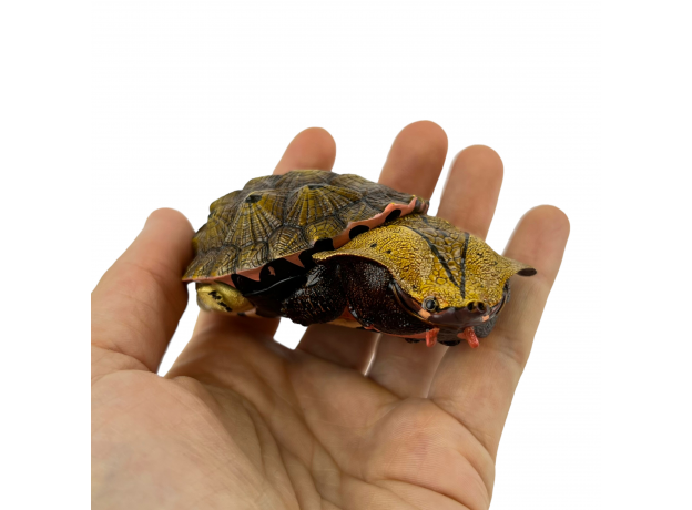 Коллекционная фигурка Матамата Оринокская (Chelus orinocensis)
