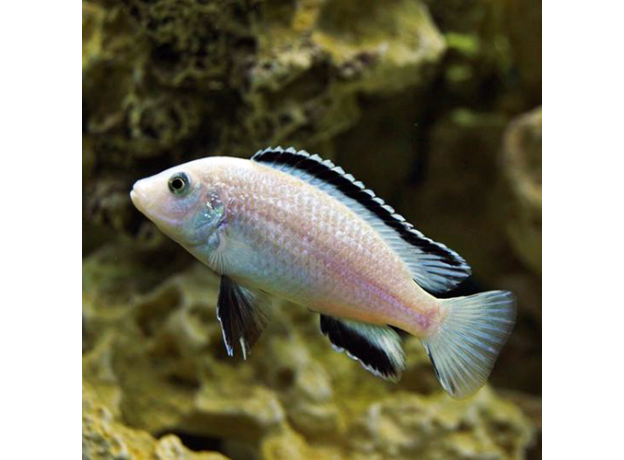 Лабидохромис белый (Labidochromis caeruleus Nkhata Bay)