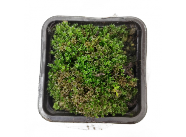 Мох тропический (Moss tropic sp)