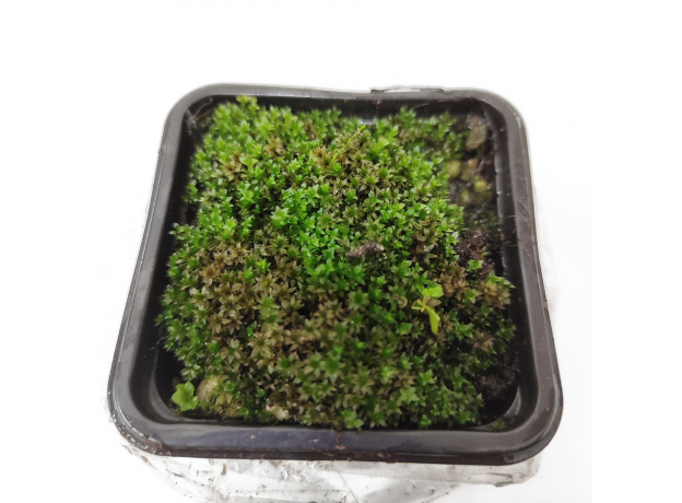 Мох тропический (Moss tropic sp)